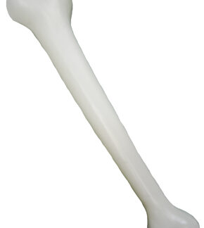 Caveman Bone
