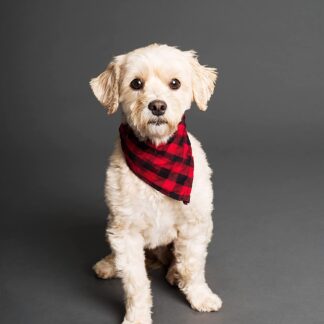 Dog Bandana Red